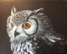 Owl.jpg